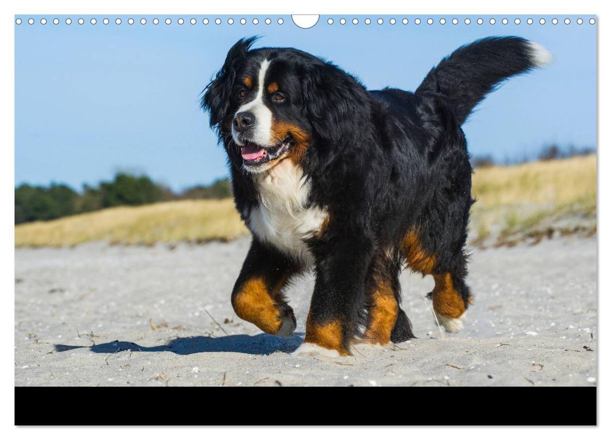 Bild: 9783435770465 | Berner Sennenhund 2025 (Wandkalender 2025 DIN A3 quer), CALVENDO...