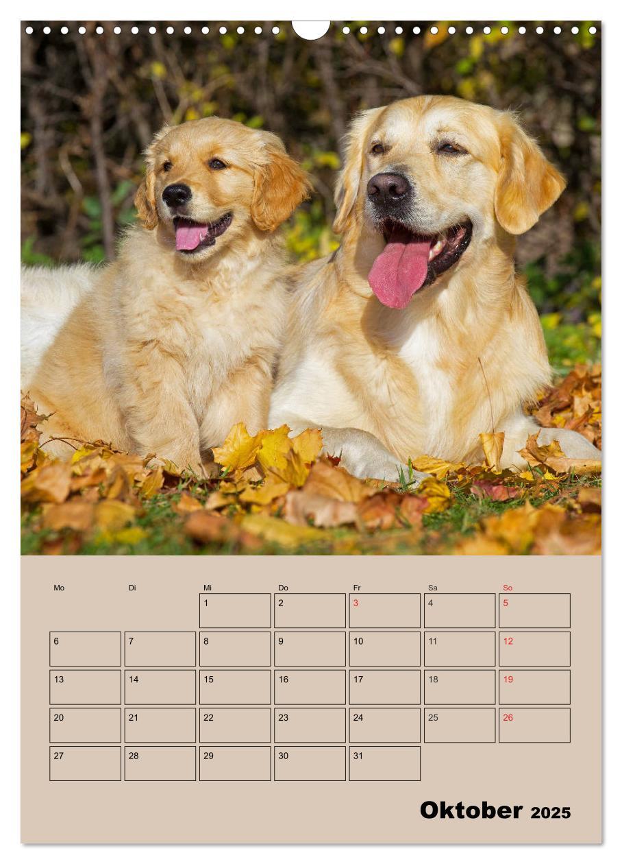 Bild: 9783435959266 | Jahresplaner Golden Retriever Welpen (Wandkalender 2025 DIN A3...