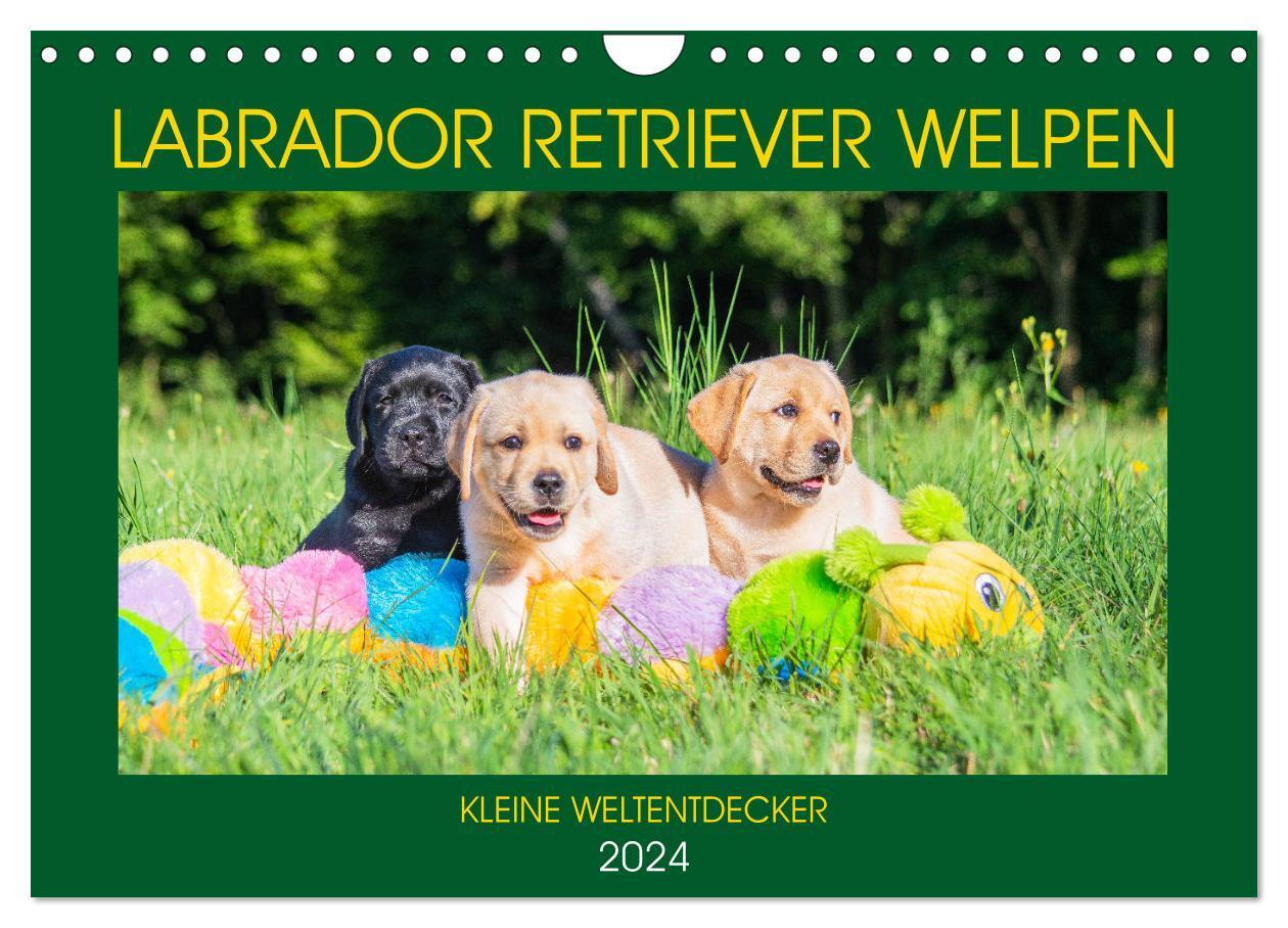 Cover: 9783675873803 | Labrador Retriever Welpen - Kleine Weltentdecker (Wandkalender 2024...