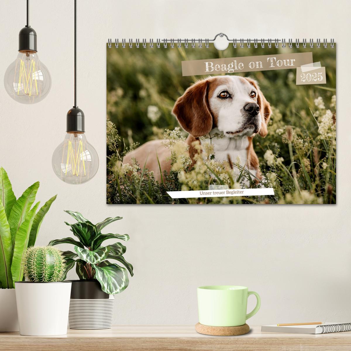 Bild: 9783435018499 | Beagle - Unser treuer Begleiter (Wandkalender 2025 DIN A4 quer),...