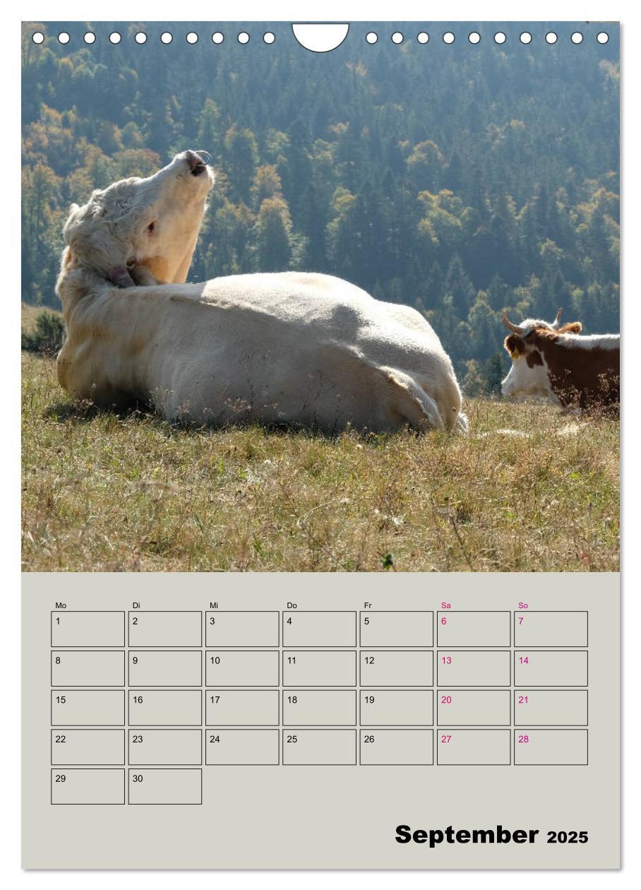 Bild: 9783435970292 | Kuhportraits Hornkühe (Wandkalender 2025 DIN A4 hoch), CALVENDO...