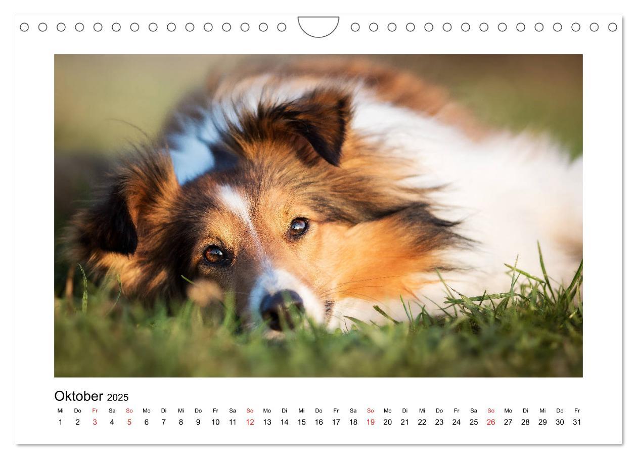 Bild: 9783435308309 | Herzensshelties - Shetland Sheepdogs (Wandkalender 2025 DIN A4...