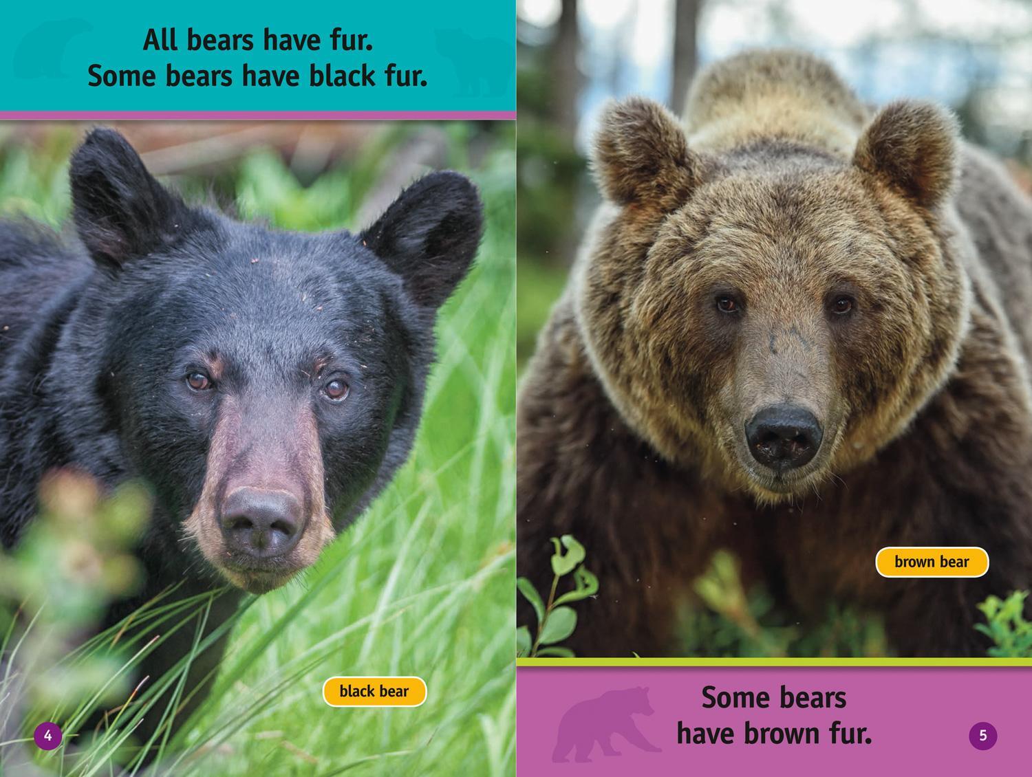 Bild: 9780008422189 | All About Bears | Level 1 | Jennifer Szymanski (u. a.) | Taschenbuch