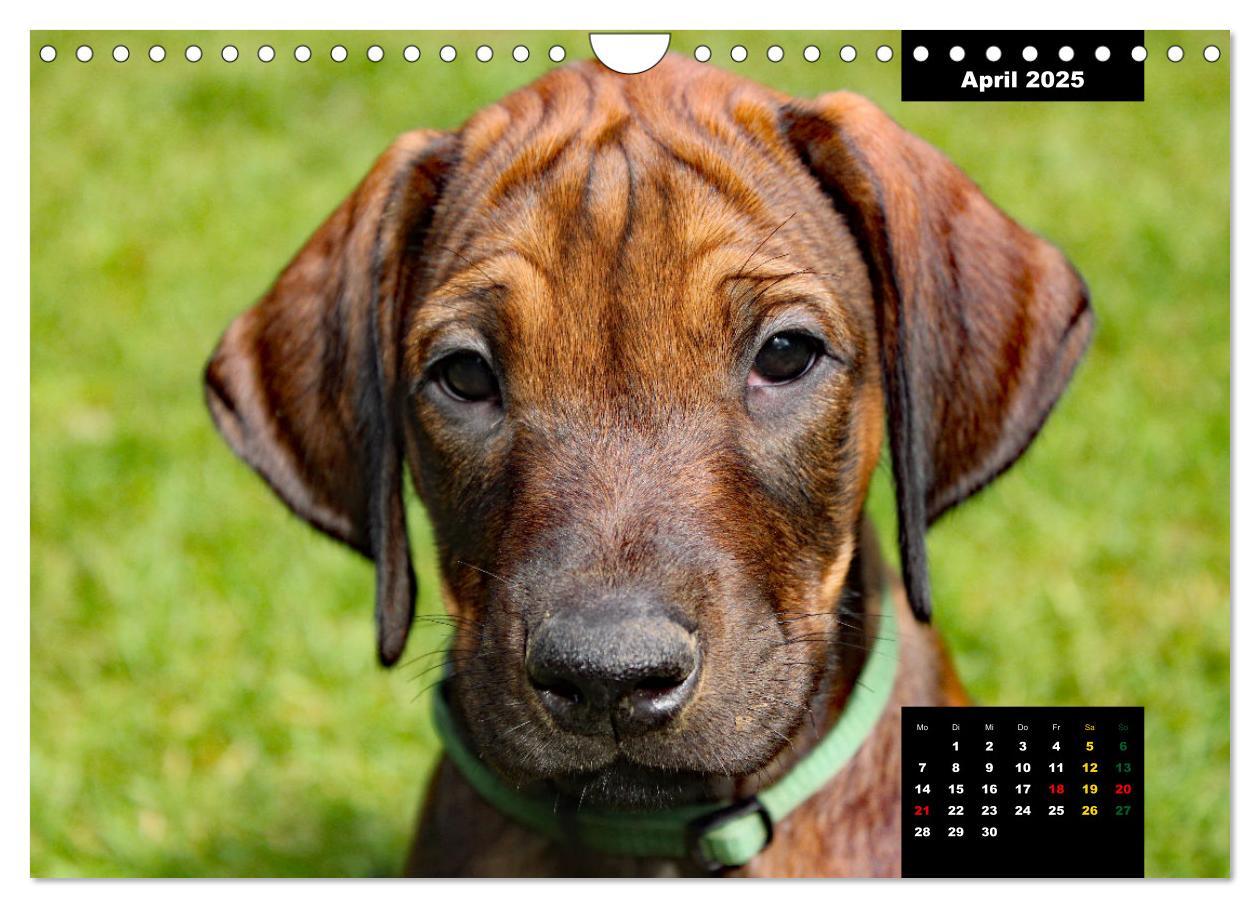 Bild: 9783383939686 | Rhodesian Ridgeback, Charmante Herzensbrecher (Wandkalender 2025...