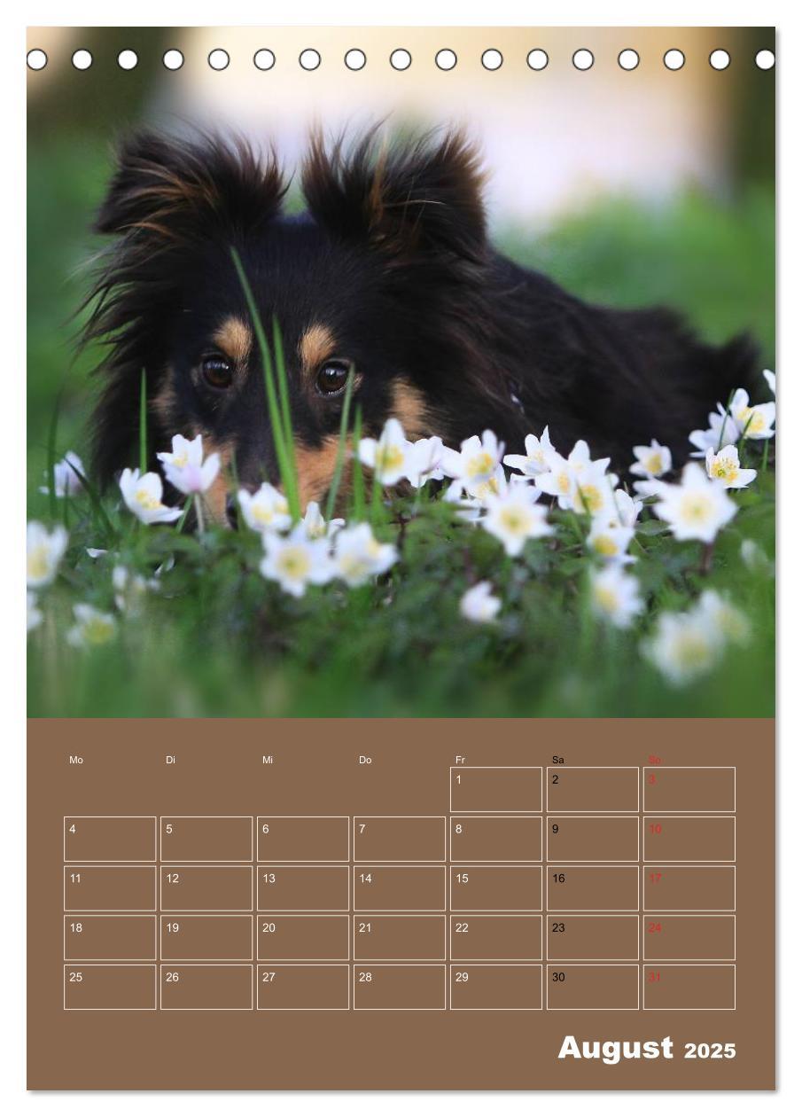 Bild: 9783457011997 | SHELTIES Herzensbrecher auf 4 Pfoten (Tischkalender 2025 DIN A5...