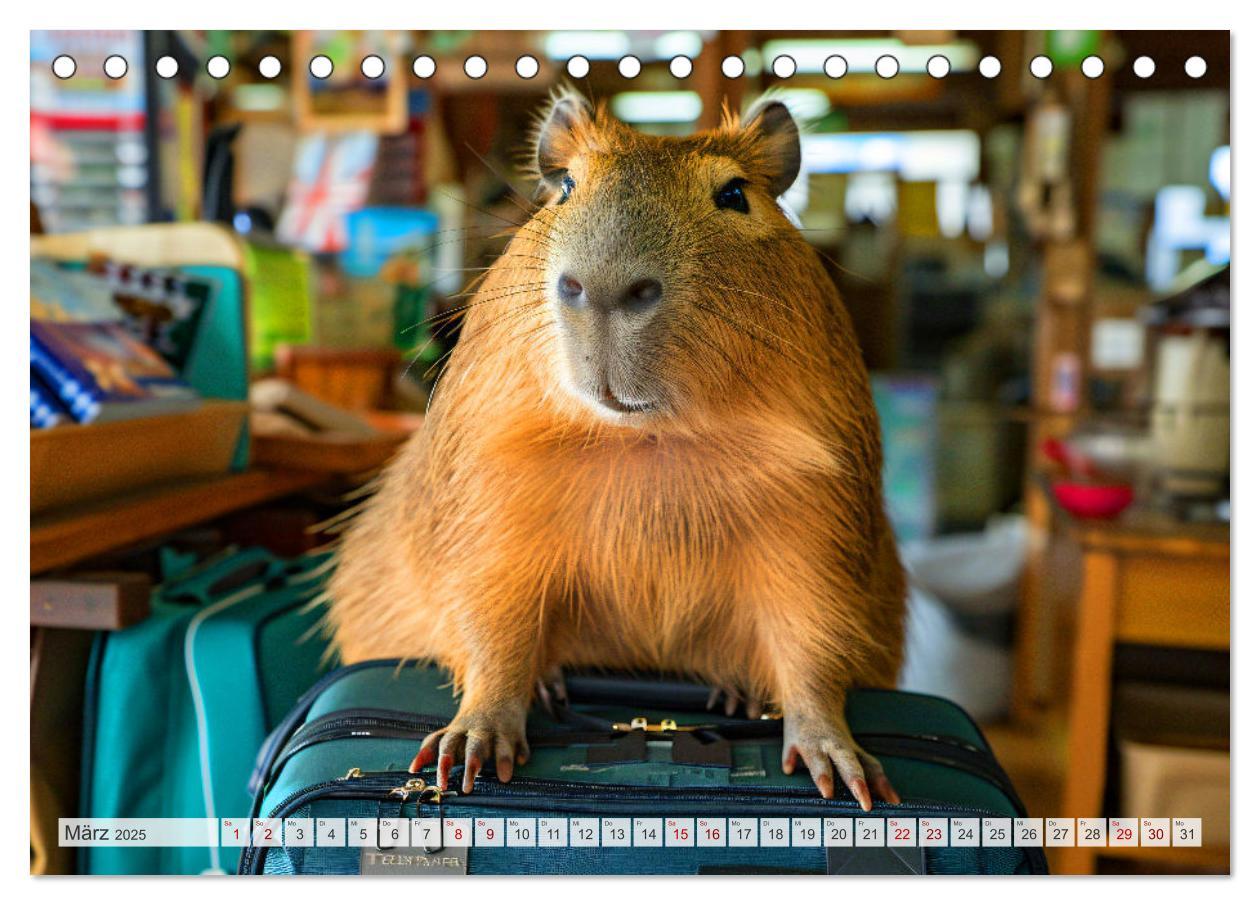 Bild: 9783457163993 | Capybaras im Alltag - Ein Jahr voller Abenteuer (Tischkalender 2025...