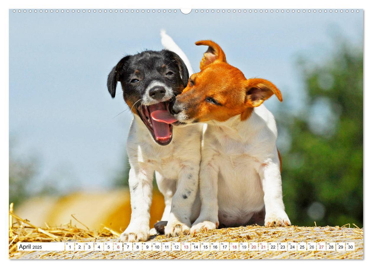 Bild: 9783435245499 | 100000 Volt auf vier Pfoten - Jack und Parson Russell Terrier...