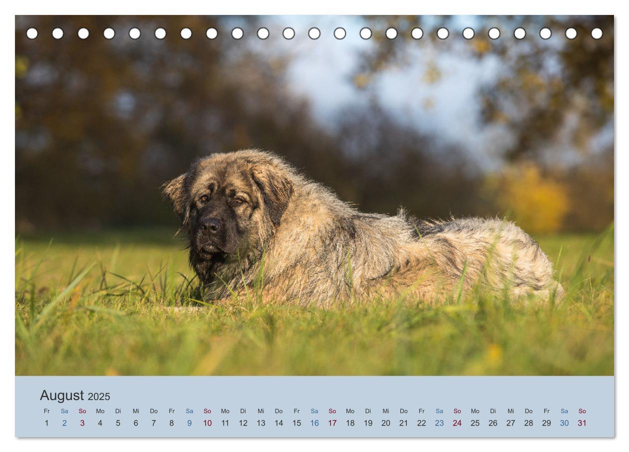 Bild: 9783435045419 | Kaukasischer Owtscharka (Tischkalender 2025 DIN A5 quer), CALVENDO...