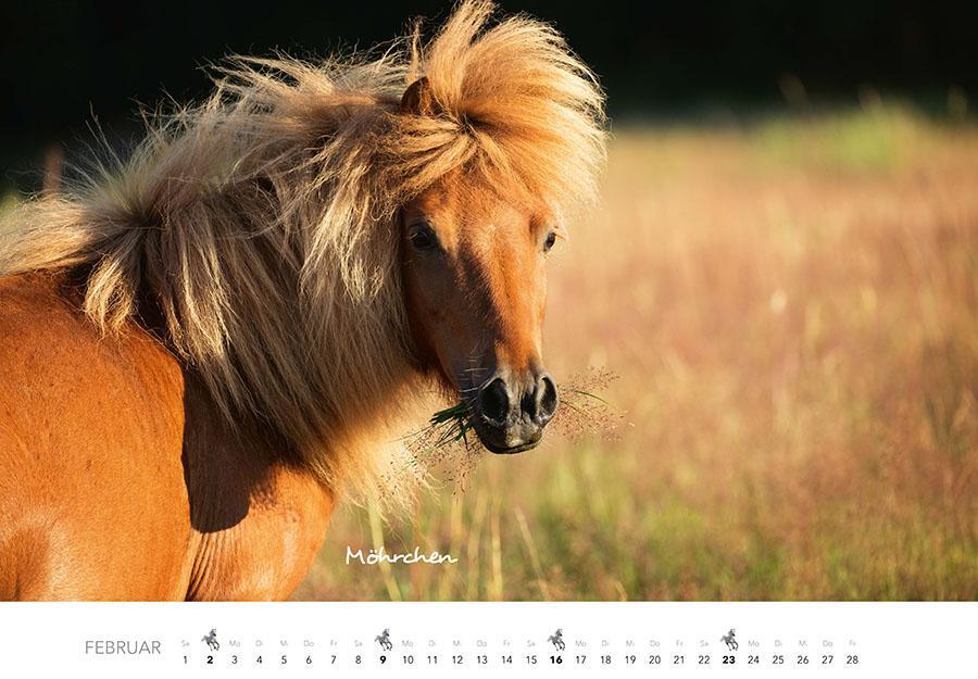 Bild: 9783966648318 | Pferde Kalender 2025 Wandkalender | Kalender | 14 S. | Deutsch | 2025