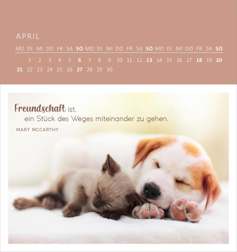 Bild: 4014489133667 | Wandkalender Katzenweisheiten 2025 | Kalender | 26 S. | Deutsch | 2025