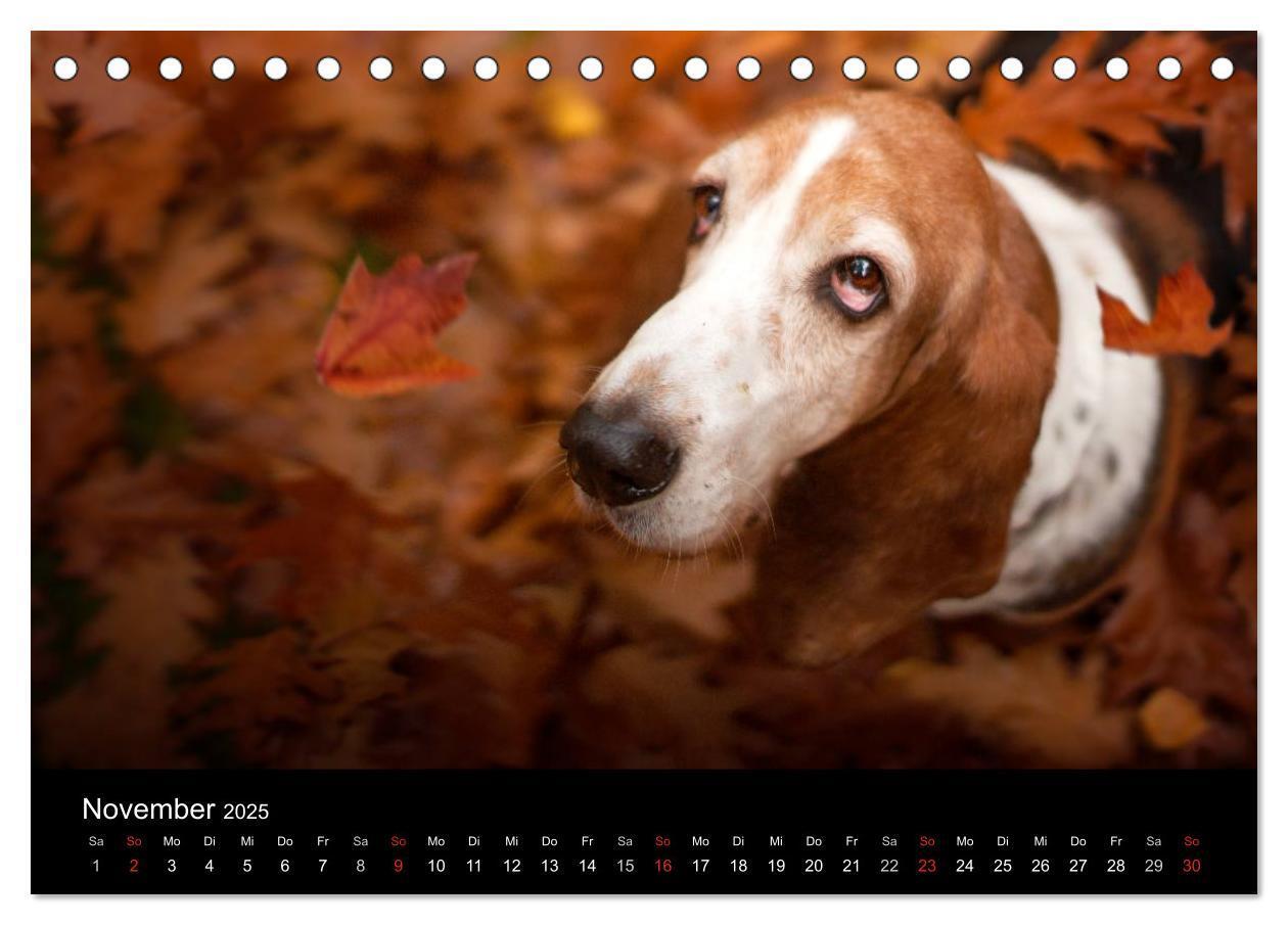 Bild: 9783457183113 | Der Basset, eine LANGE und besondere Liebe (Tischkalender 2025 DIN...