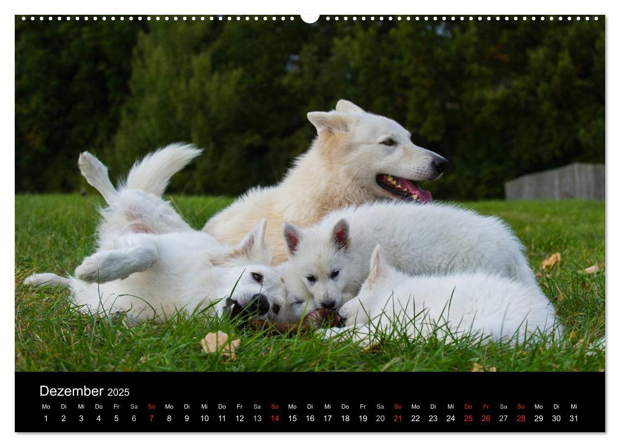 Bild: 9783435758722 | Weißer Schweizer Schäferhund - Ein Tag im Leben einer Hundefamilie...