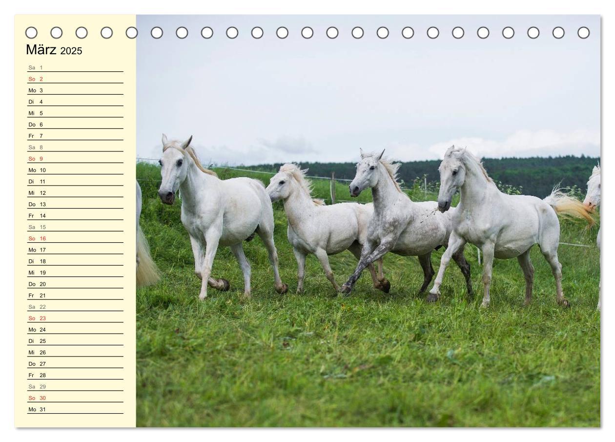 Bild: 9783435543991 | Traumpferd Lipizzaner (Tischkalender 2025 DIN A5 quer), CALVENDO...