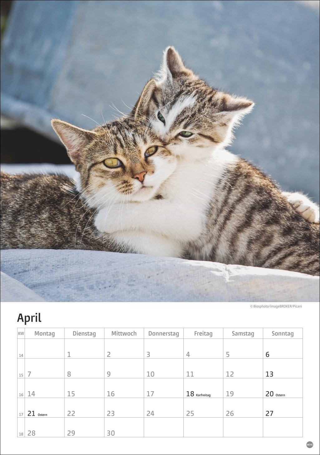 Bild: 9783756405589 | Katzen Kalender 2025 | Heye | Kalender | Spiralbindung | 13 S. | 2025