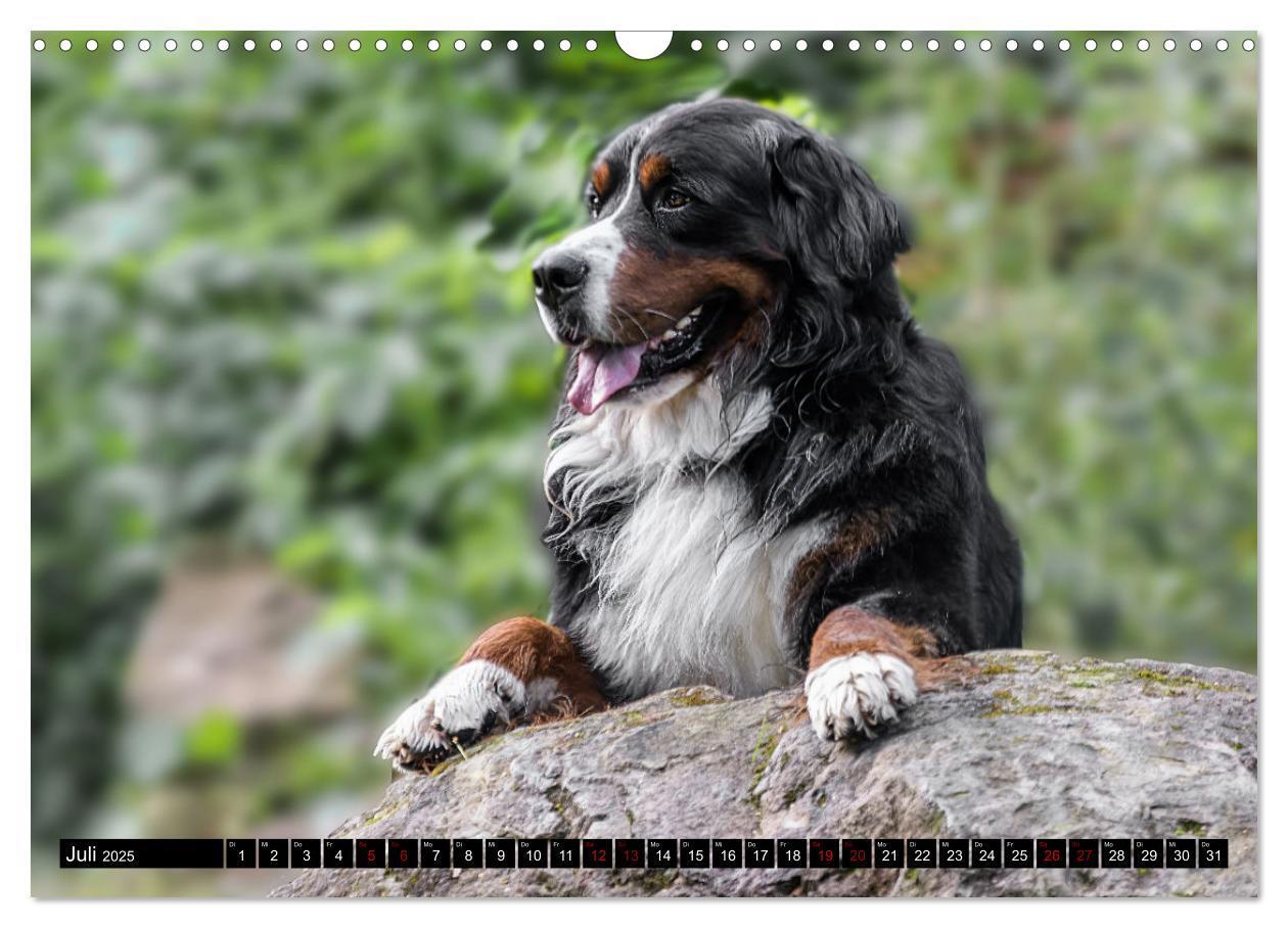 Bild: 9783457182543 | Berner Sennenhunde - Faszinierende Herzensbrecher (Wandkalender...