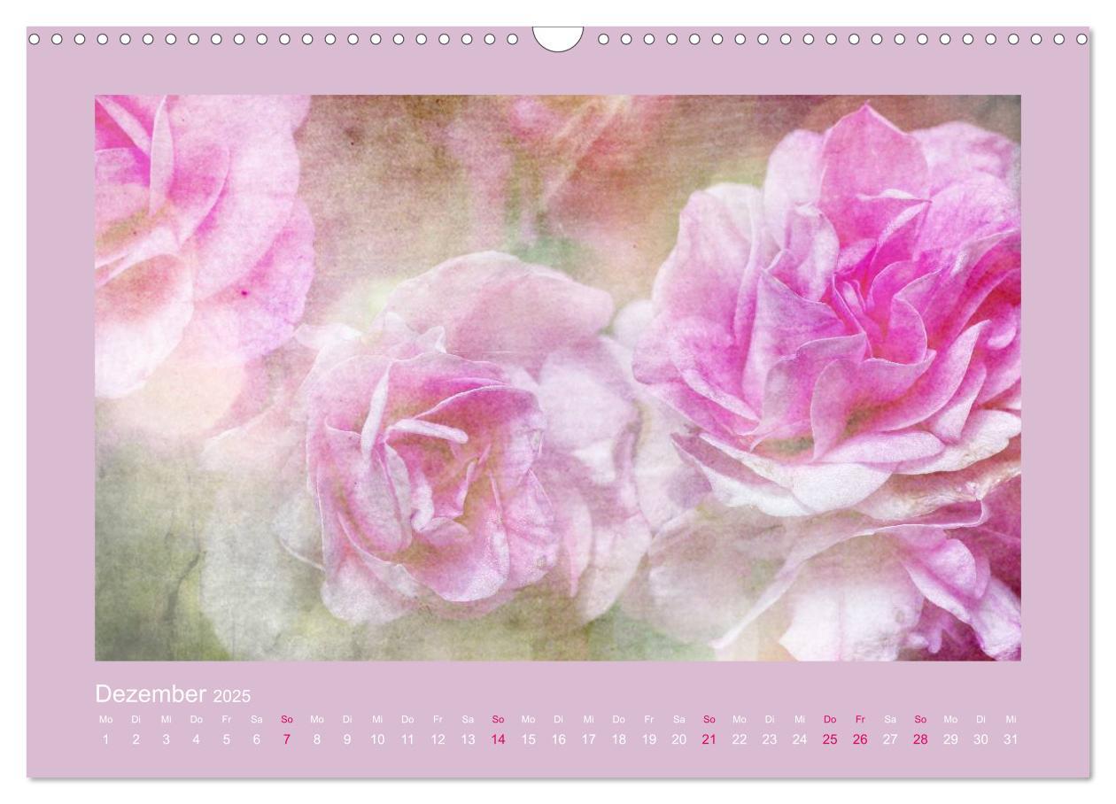 Bild: 9783435737130 | Romantische Rosen (Wandkalender 2025 DIN A3 quer), CALVENDO...