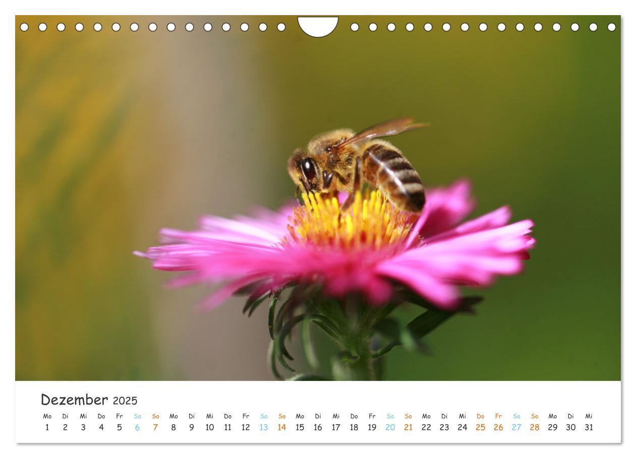 Bild: 9783435052127 | Bee Beautiful - Die phantastische Welt der Bienen (Wandkalender...