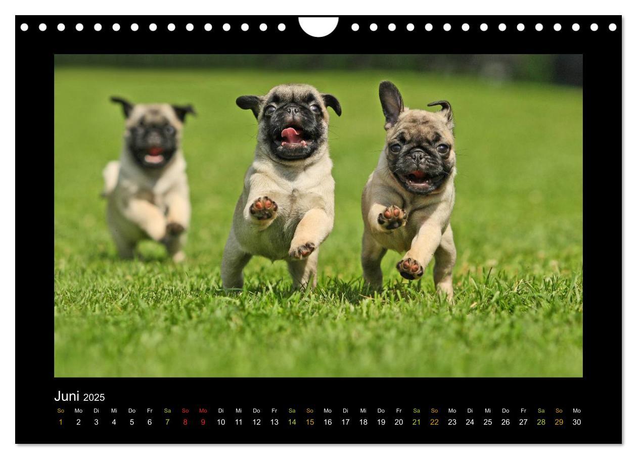 Bild: 9783435645725 | Der Feldfurchen-Mops (Wandkalender 2025 DIN A4 quer), CALVENDO...