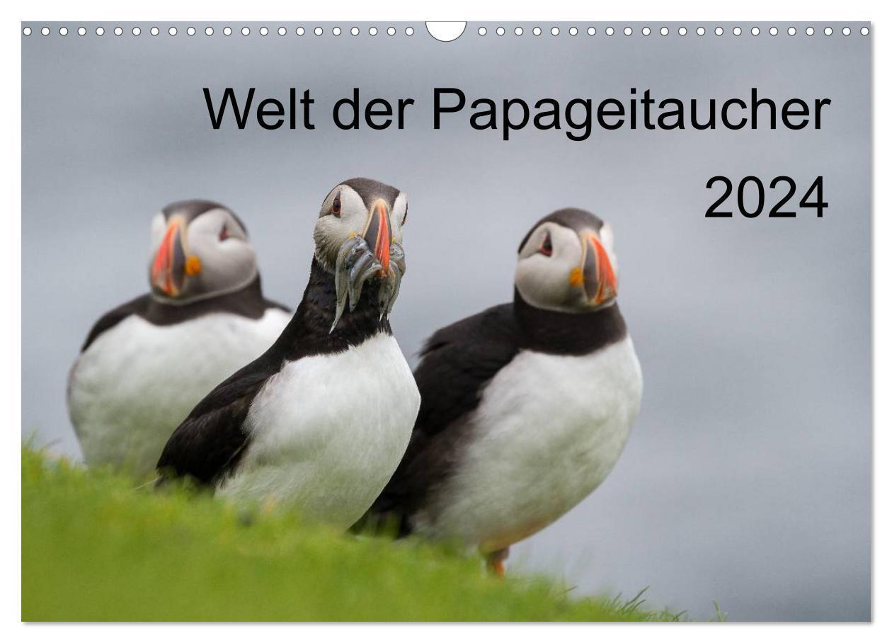 Cover: 9783383372650 | Welt der Papageitaucher (Wandkalender 2024 DIN A3 quer), CALVENDO...