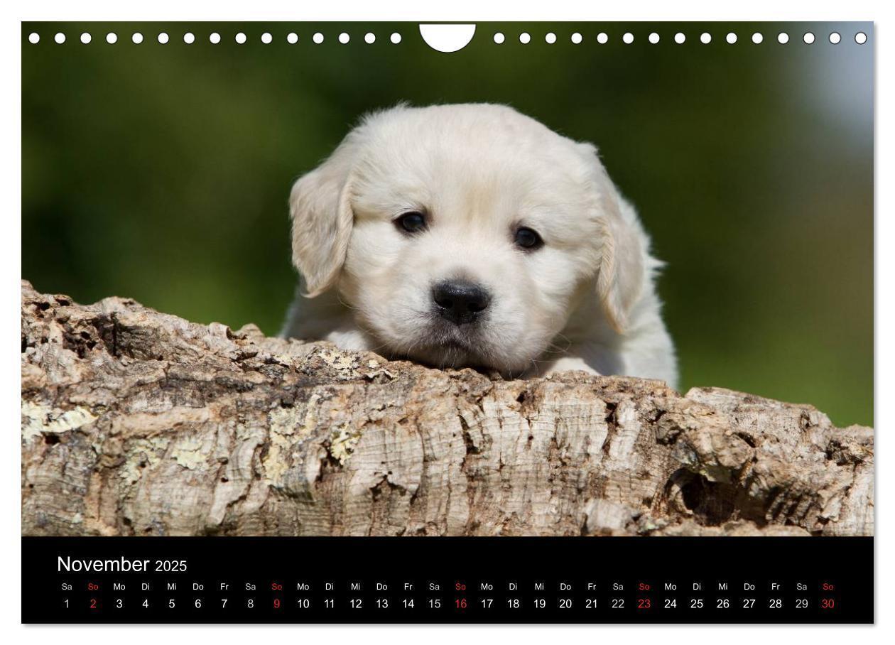 Bild: 9783435834389 | Hundewelpen (Wandkalender 2025 DIN A4 quer), CALVENDO Monatskalender