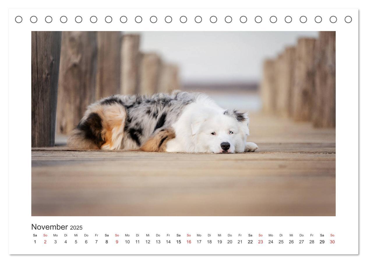 Bild: 9783435179954 | Herzensaussies - Australian Shepherd (Tischkalender 2025 DIN A5...