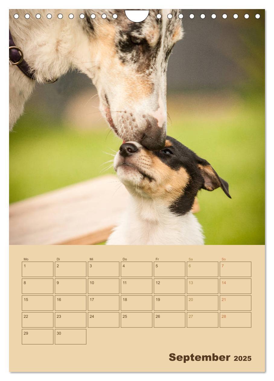 Bild: 9783457052280 | Kurzhaarcollies (Wandkalender 2025 DIN A4 hoch), CALVENDO...