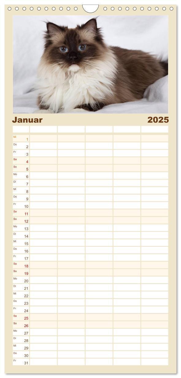 Bild: 9783457121771 | Familienplaner 2025 - Ragdolls mit 5 Spalten (Wandkalender, 21 x 45...