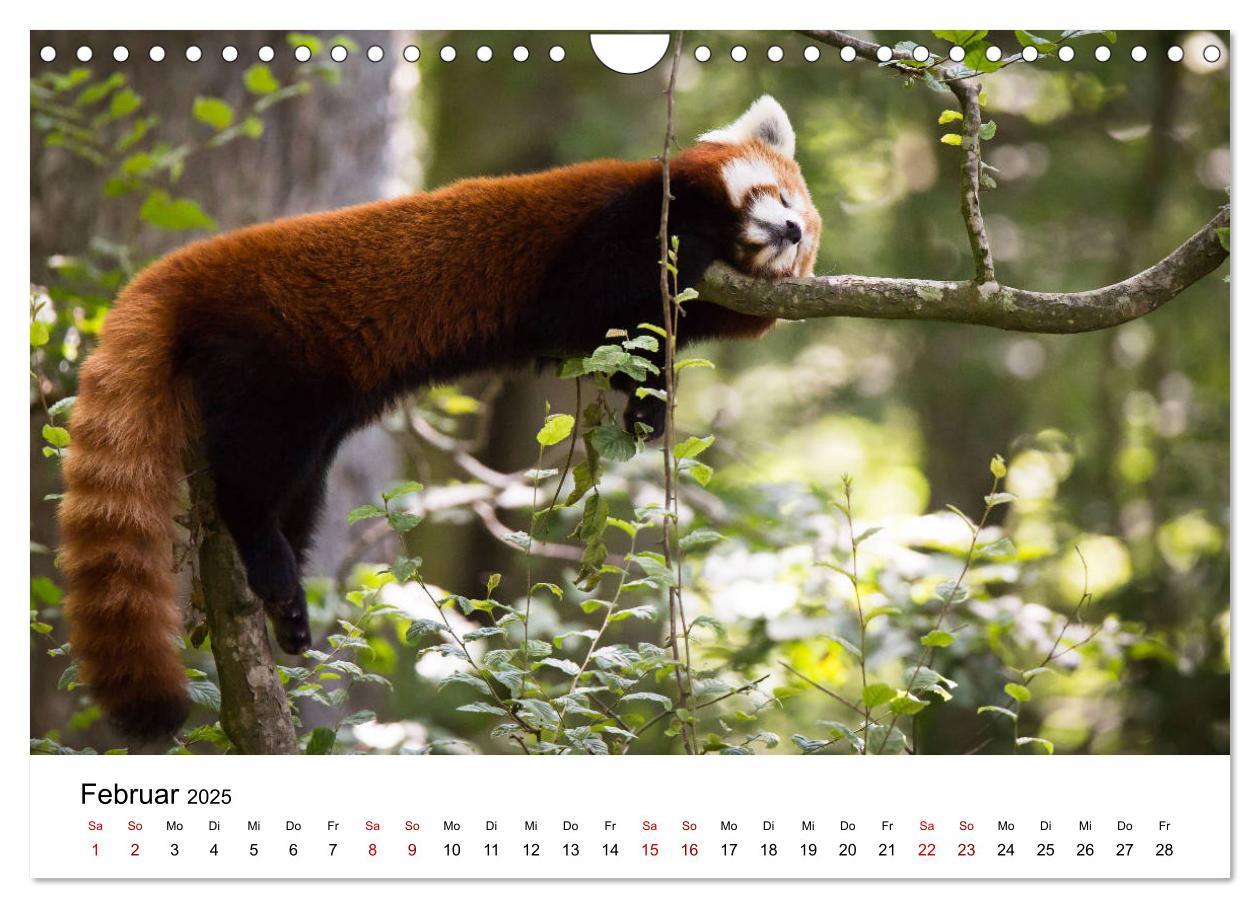 Bild: 9783435330706 | Rote Pandas - geschickte Kletterer (Wandkalender 2025 DIN A4 quer),...