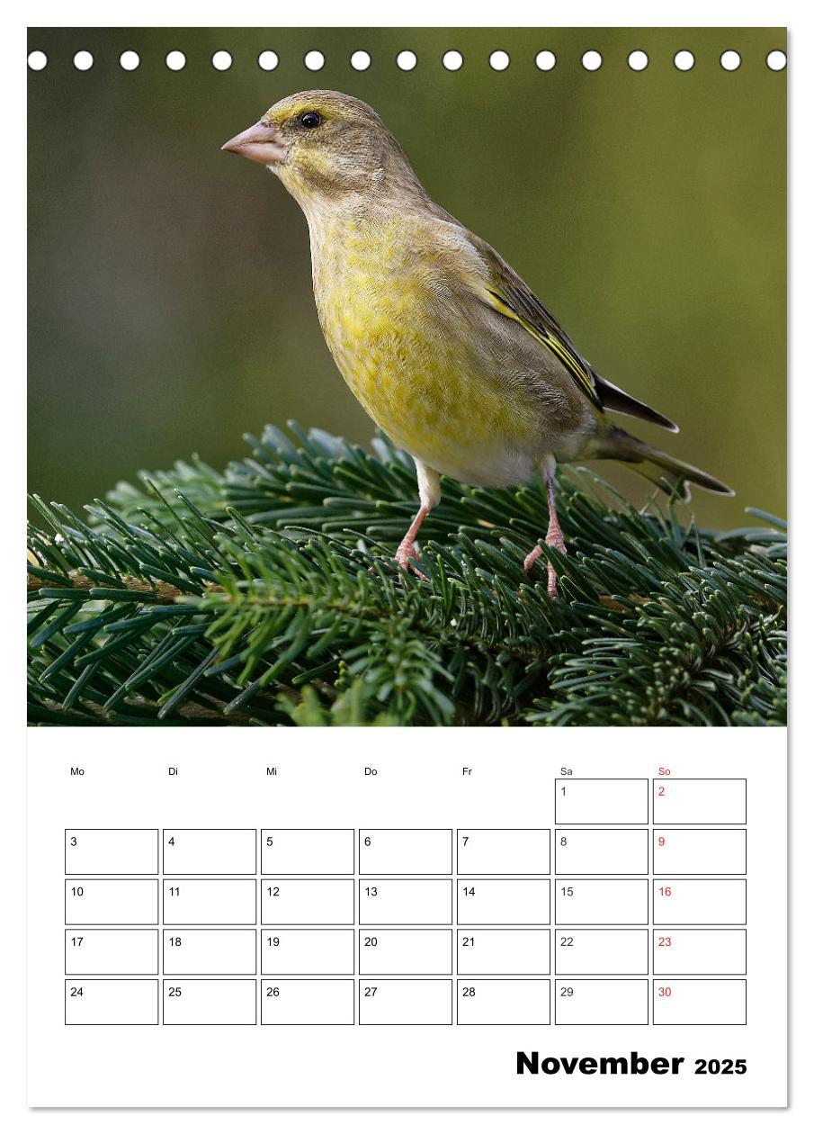 Bild: 9783457007334 | Bezaubernde Vögel im heimischen Garten (Tischkalender 2025 DIN A5...