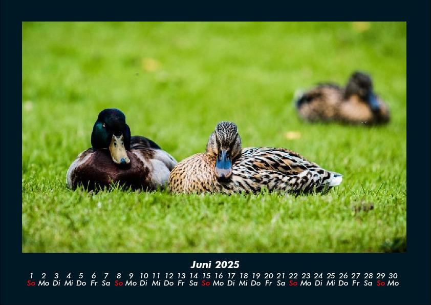 Bild: 9783755990550 | Enten 2025 Fotokalender DIN A4 | Tobias Becker | Kalender | Kalender