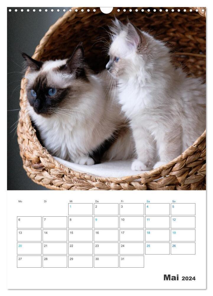 Bild: 9783675429734 | Heilige Birma Kittenkalender mit Planer (Wandkalender 2024 DIN A3...