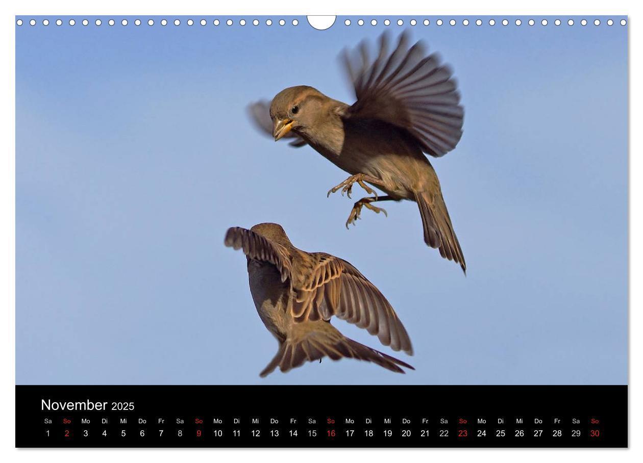 Bild: 9783435626144 | Singvögel in Deutschland (Wandkalender 2025 DIN A3 quer), CALVENDO...