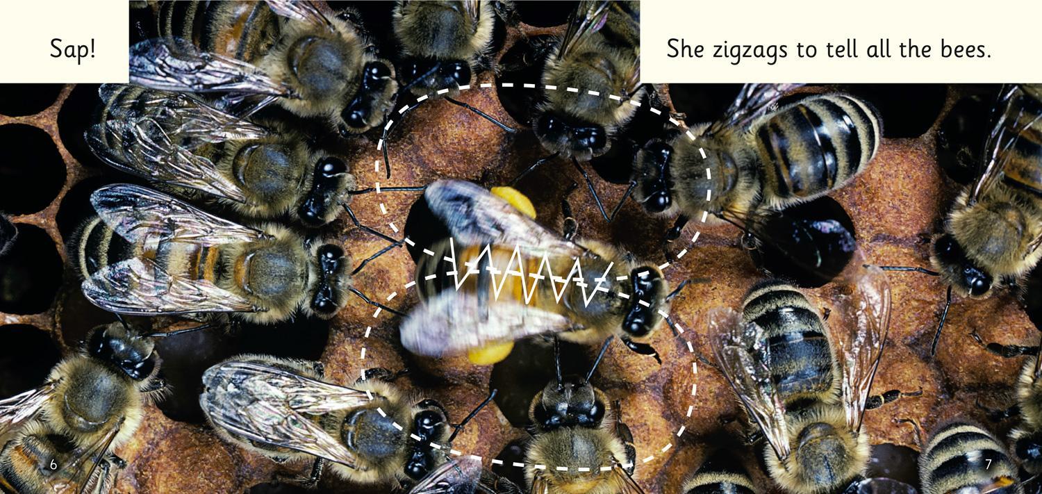Bild: 9780008442217 | Bees! | Band 02b/Red B | Mio Debnam | Taschenbuch | 2021