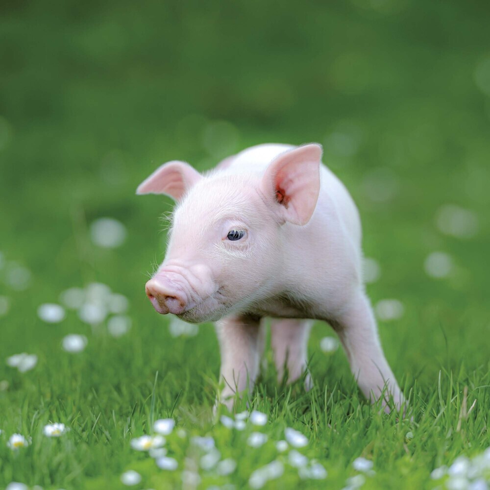 Bild: 9783959294515 | Piggies/Schweinchen 2025 | Kalender 2025 | Kalender | Drahtheftung