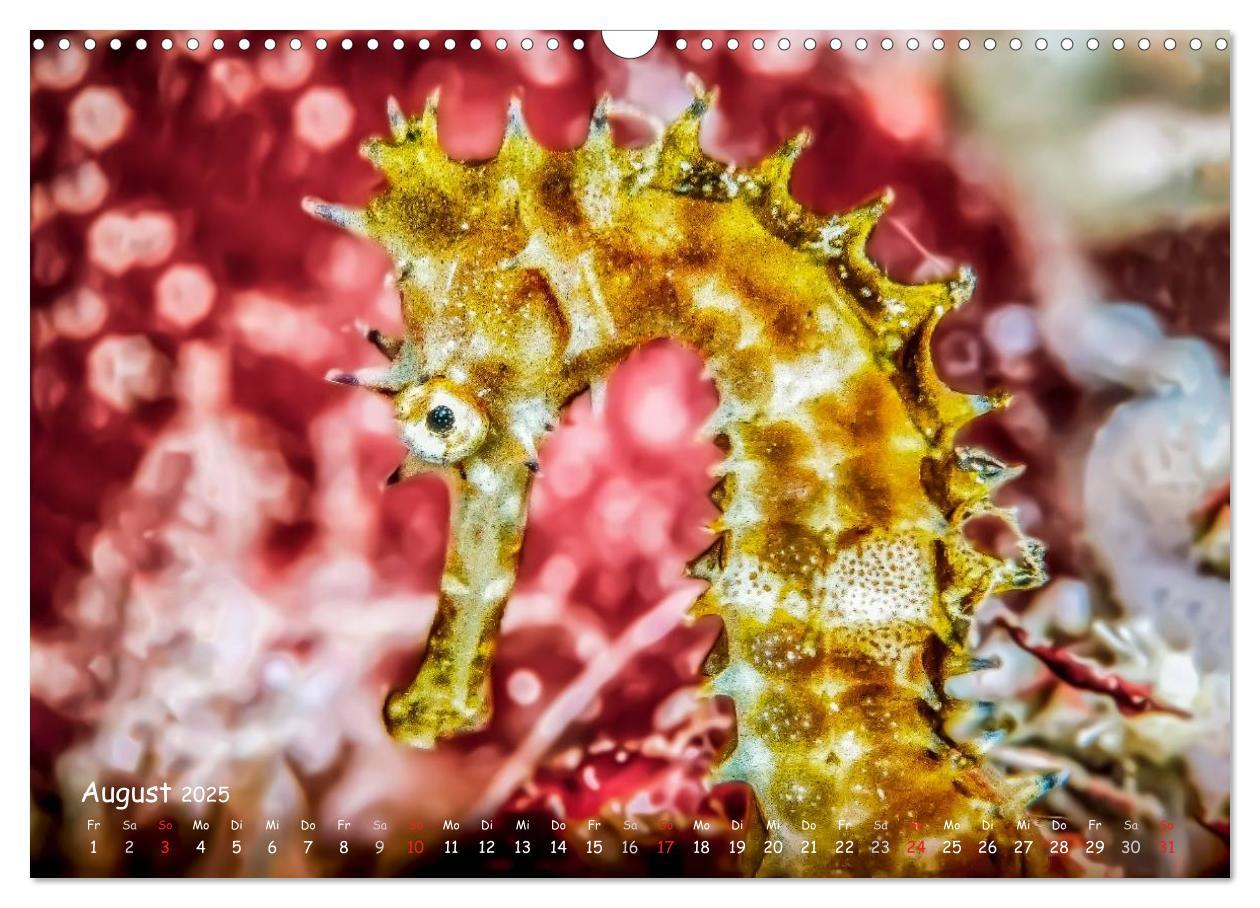 Bild: 9783435503797 | Hippocampus oder einfach nur Seepferdchen (Wandkalender 2025 DIN A3...