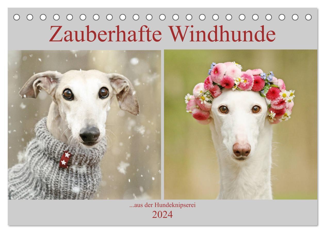 Cover: 9783675575615 | Zauberhafte Windhunde (Tischkalender 2024 DIN A5 quer), CALVENDO...