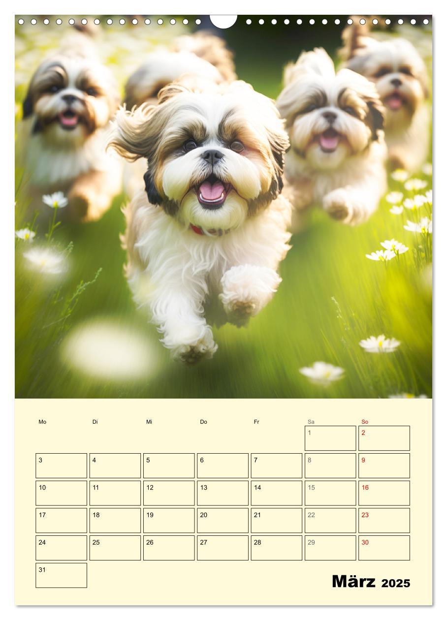 Bild: 9783435873623 | Shih Tzu Alarm. Glückliche Wuschelköpfe (Wandkalender 2025 DIN A3...