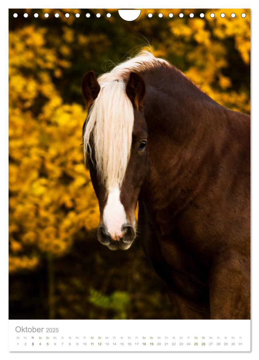 Bild: 9783435981243 | Schwarzwälder Kaltblut Pferde im Portrait (Wandkalender 2025 DIN A4...