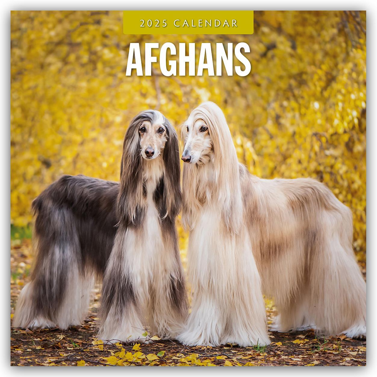 Cover: 9781804424155 | Afghans - Afghanischer Windhund 2025 - 16-Monatskalender | Robin Red