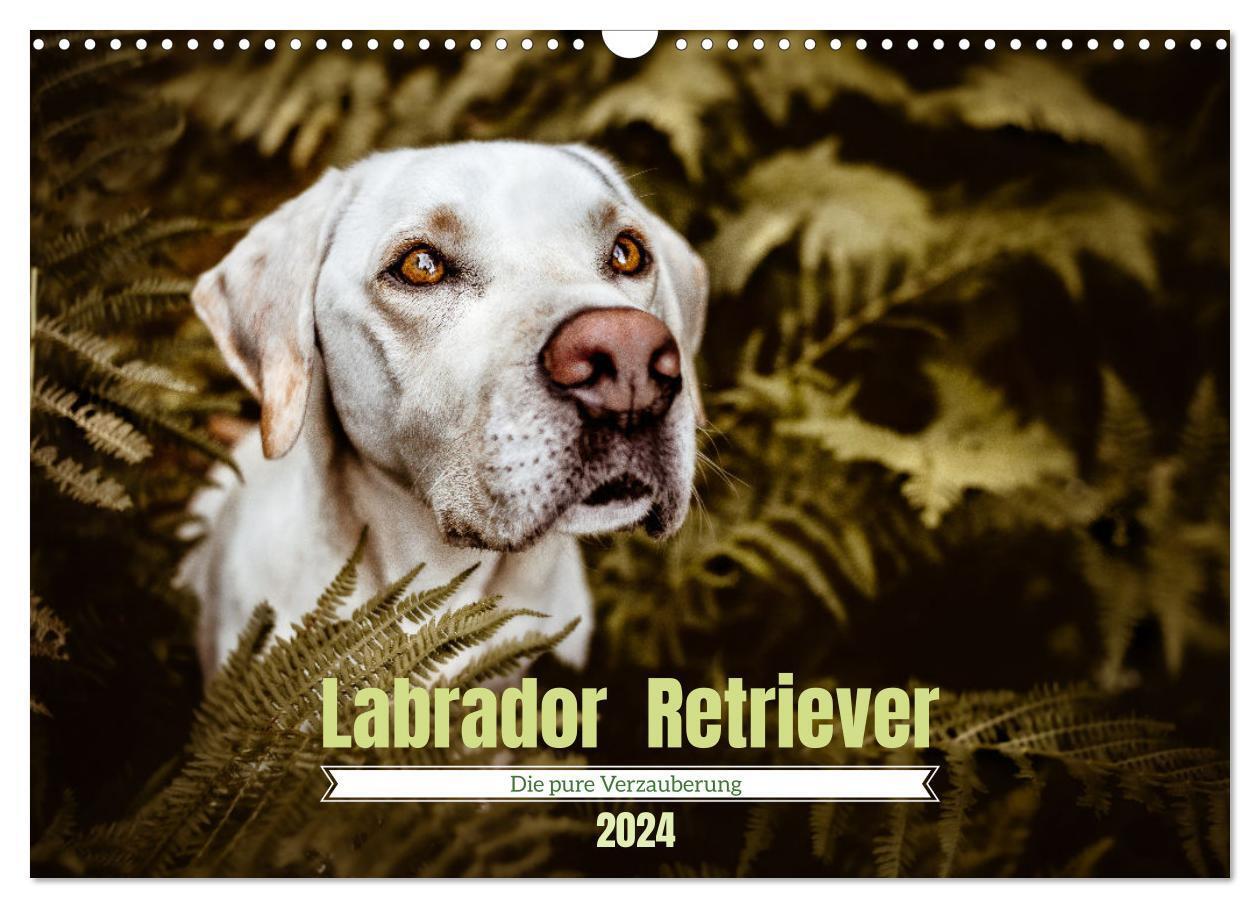 Cover: 9783675968592 | Verzauberung Labrador Retriever 2024 (Wandkalender 2024 DIN A3...