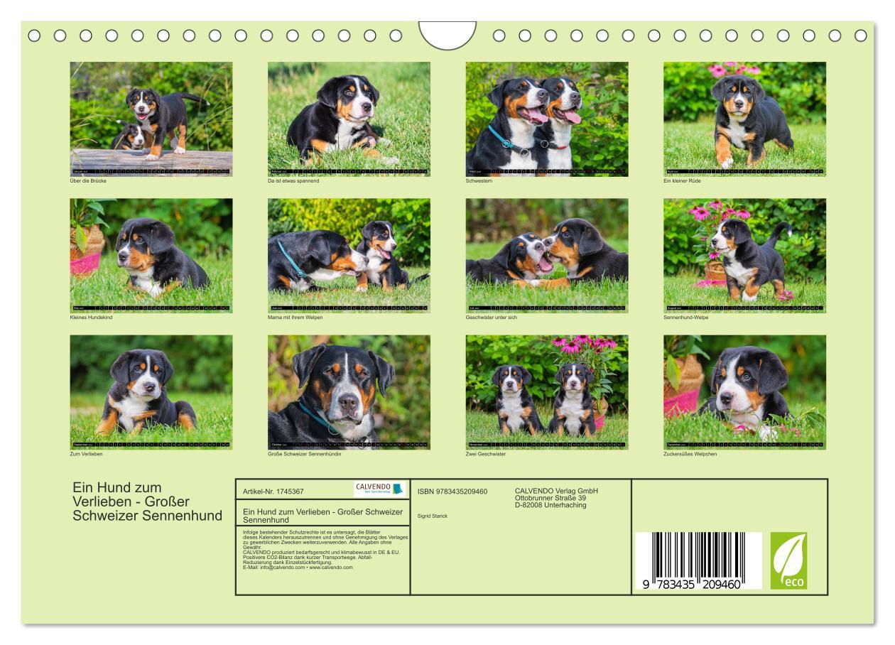 Bild: 9783435209460 | Ein Hund zum Verlieben - Großer Schweizer Sennenhund (Wandkalender...