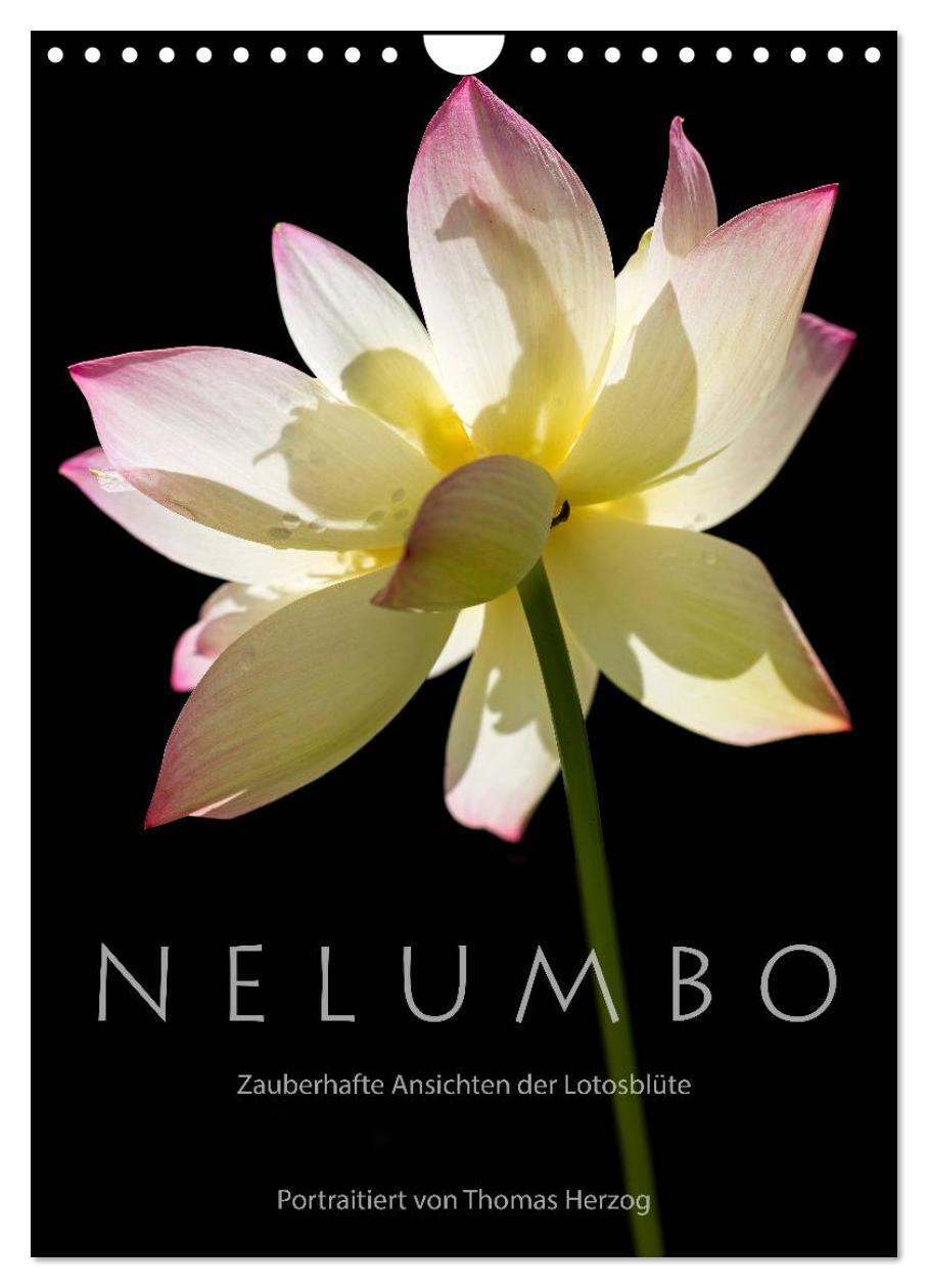 Cover: 9783383493867 | N E L U M B O ¿ Zauberhafte Ansichten der Lotosblüte (Wandkalender...