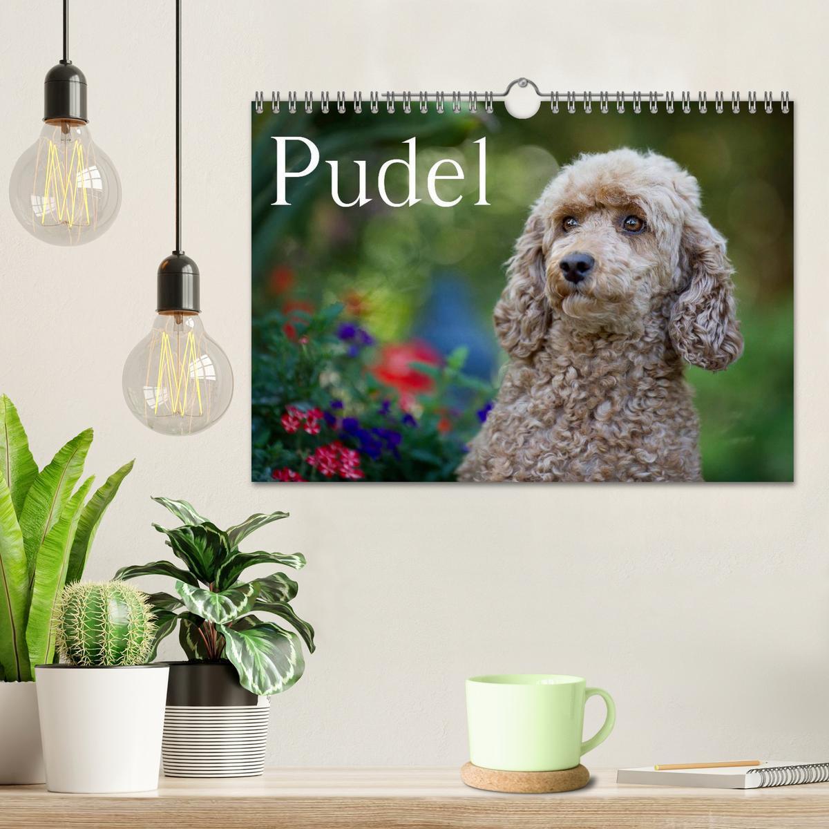 Bild: 9783435743131 | Pudel (Wandkalender 2025 DIN A4 quer), CALVENDO Monatskalender | Noack