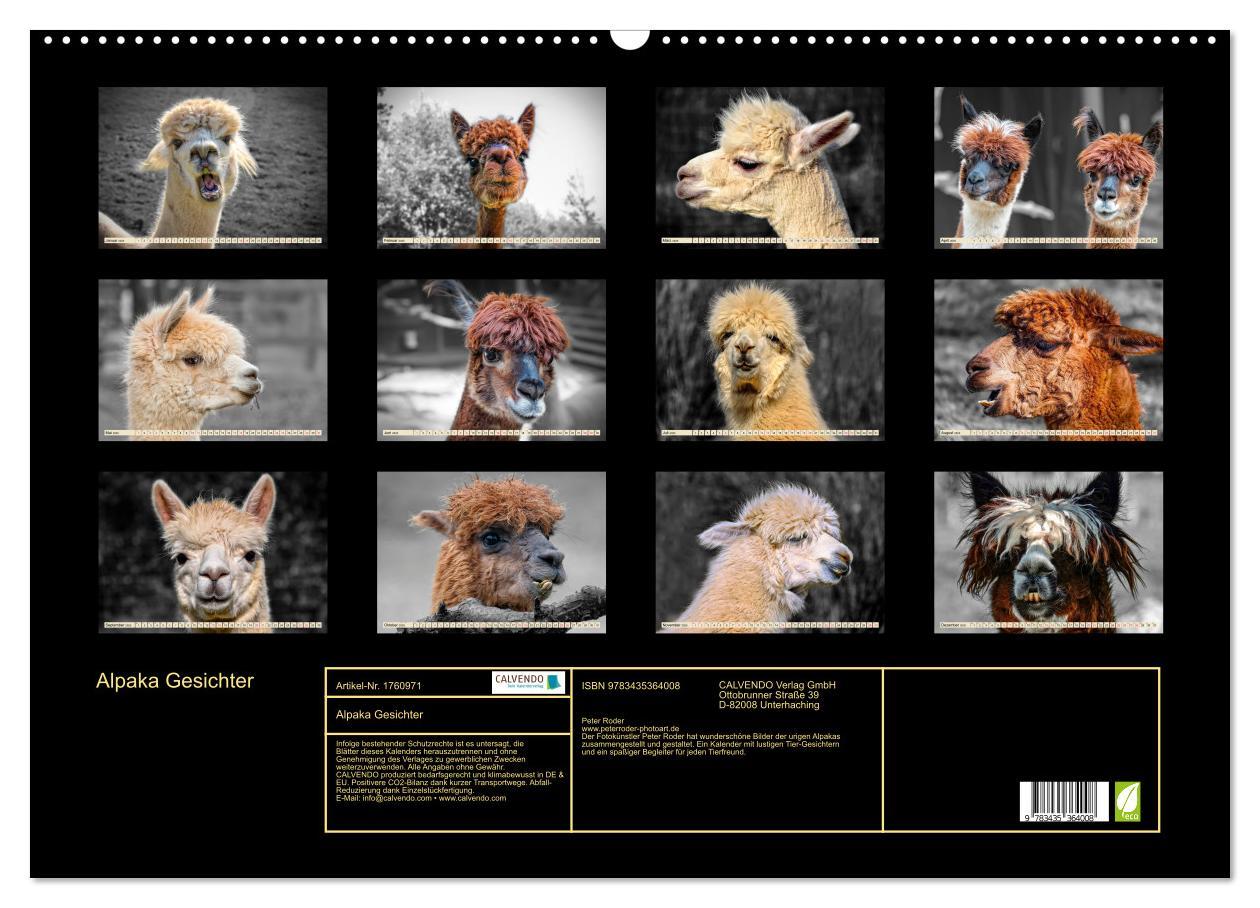 Bild: 9783435364008 | Alpaka Gesichter (Wandkalender 2025 DIN A2 quer), CALVENDO...