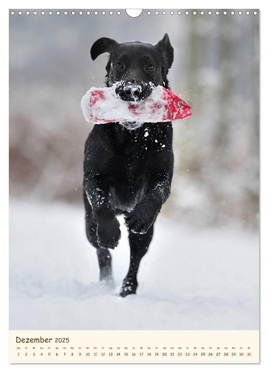 Bild: 9783457064870 | Labrador Retriever (Wandkalender 2025 DIN A3 hoch), CALVENDO...