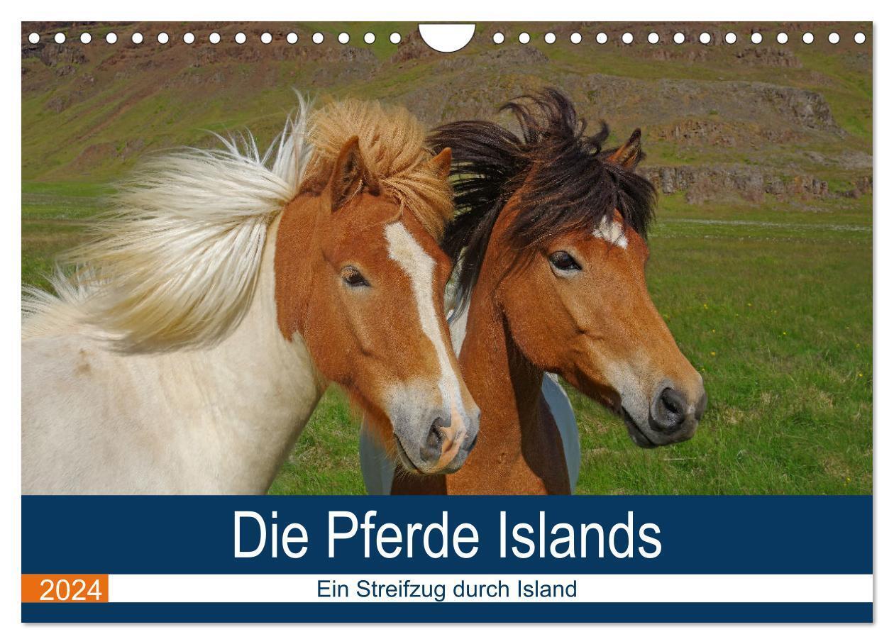 Cover: 9783383402593 | Die Pferde Islands - Ein Streifzug durch Island (Wandkalender 2024...