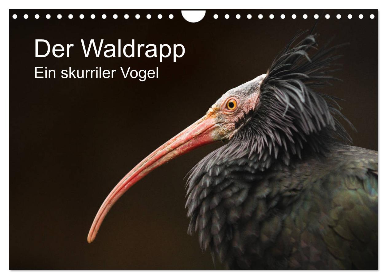 Cover: 9783435137046 | Der Waldrapp - Ein skurriler Vogel (Wandkalender 2025 DIN A4 quer),...