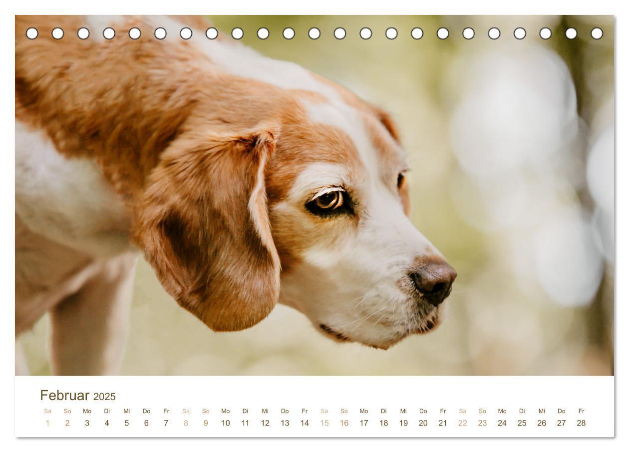 Bild: 9783435016112 | Beagle - Unser treuer Begleiter (Tischkalender 2025 DIN A5 quer),...