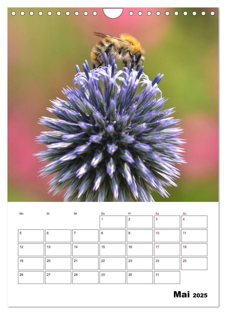 Bild: 9783435879731 | Hummeln und Bienen Terminplaner (Wandkalender 2025 DIN A4 hoch),...