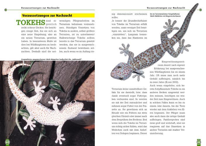 Bild: 9783937285313 | Der Tokeh | Gekko gecko | Wolfgang Grossmann | Taschenbuch | 64 S.